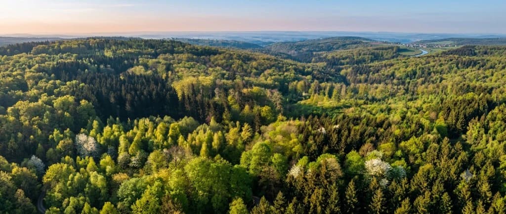 Panorama-Luftbild eines lebendigen Mischwalds mit blühenden Bäumen im Schlaubetal